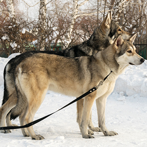 Saarloos Wolfdog 2