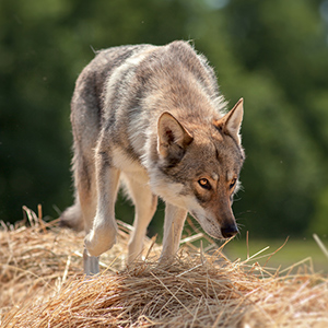 Saarloos Wolfdog 3