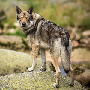 Saarloos Wolfdog 4