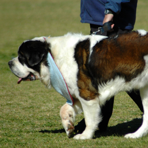 Saint Bernard - carousel