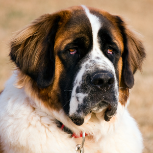 Saint Bernard - carousel