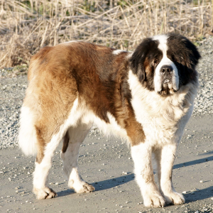 Saint Bernard - carousel