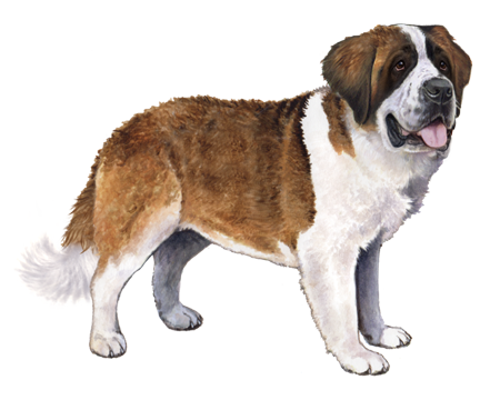 Saint Bernard