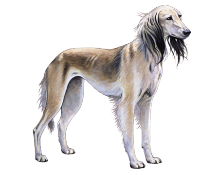 Saluki