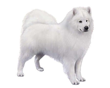 Samoyed