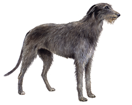 Scottish Deerhound