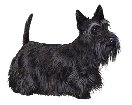 Scottish Terrier