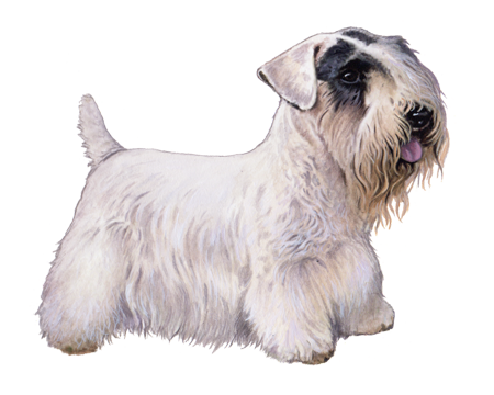 Sealyham Terrier