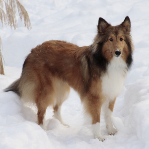 Shetland Sheepdog - carousel