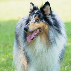 Shetland Sheepdog - carousel