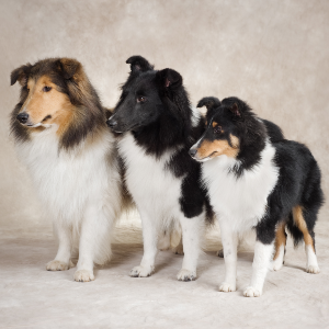 Shetland Sheepdog - carousel