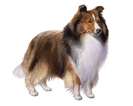 Shetland Sheepdog