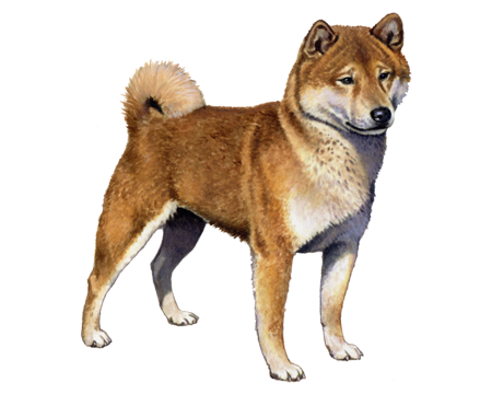 Shiba Inu