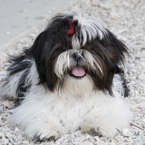 Shih Tzu - carousel