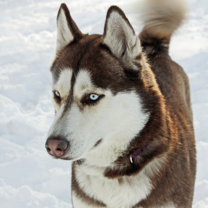 Siberian Husky - carousel