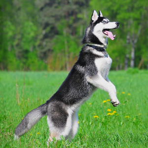 Siberian Husky - carousel