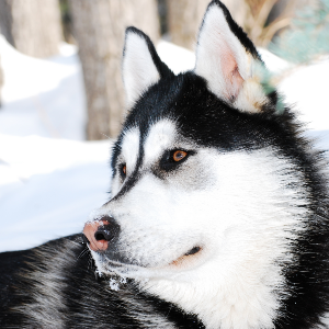 Siberian Husky - carousel