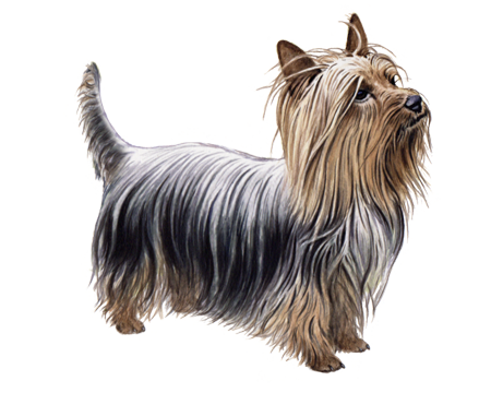 Silky Terrier