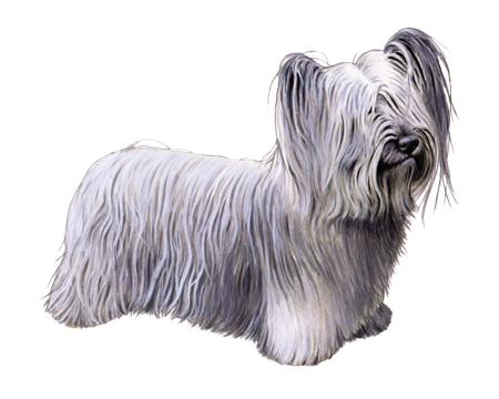 Skye Terrier