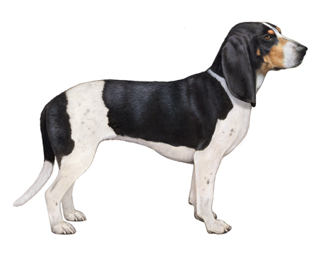 Small Swiss Hound