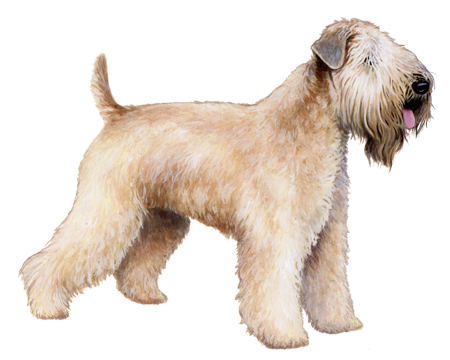 Soft Coated Wheaten Terrier