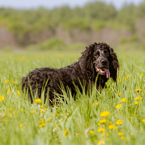 Spaniel de Pont-Audemer 1