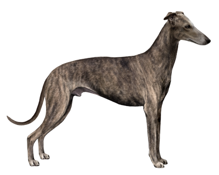 Spanish Greyhound