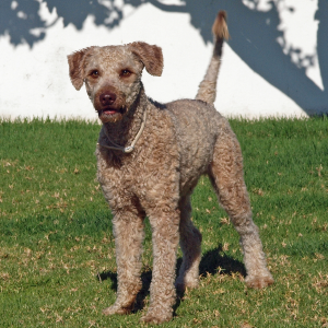 Spanish Water Dog - carousel