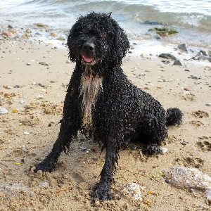 Spanish Water Dog - carousel