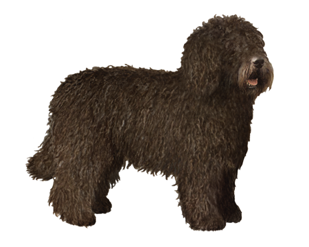 Spanish Water Dog