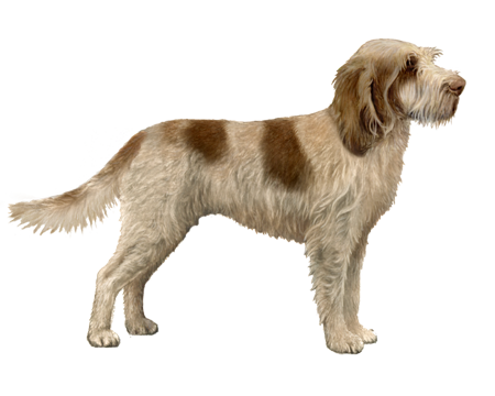 Spinone Italiano