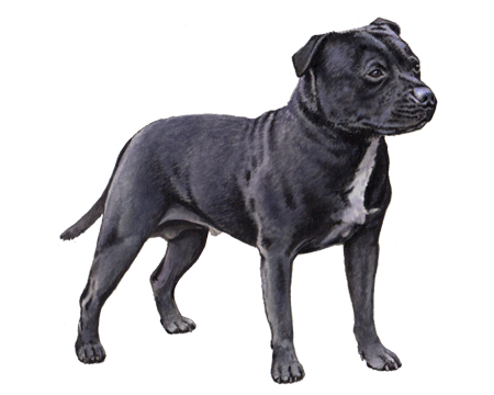 Staffordshire Bull Terrier