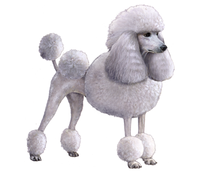 Standard Poodle