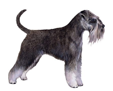 Standard Schnauzer