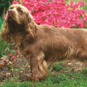 Sussex Spaniel - carousel