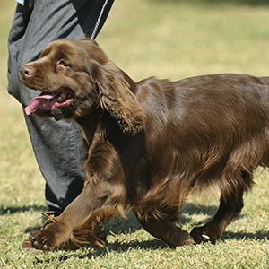 Sussex Spaniel 300x300-1