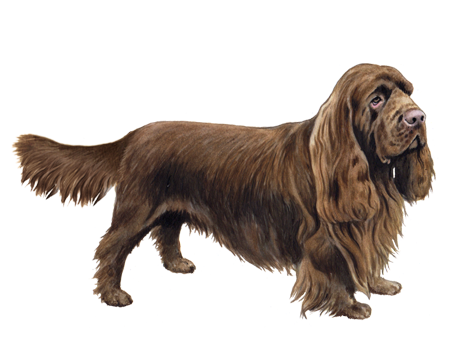 Sussex Spaniel