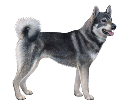 Swedish Elkhound (Jämthund)