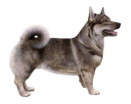 Swedish Vallhund