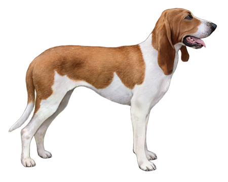 Swiss Hound