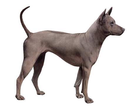 Thai Ridgeback