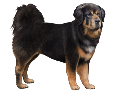 Tibetan Mastiff (Do Khyi)