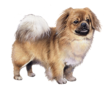 Tibetan Spaniel