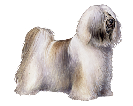 Tibetan Terrier