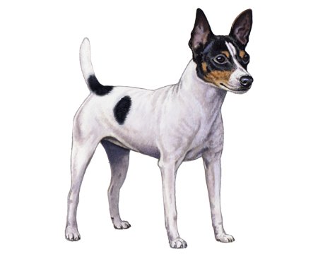 Toy Fox Terrier