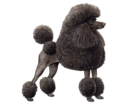 Toy Poodle