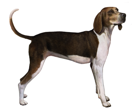 Treeing Walker Coonhound