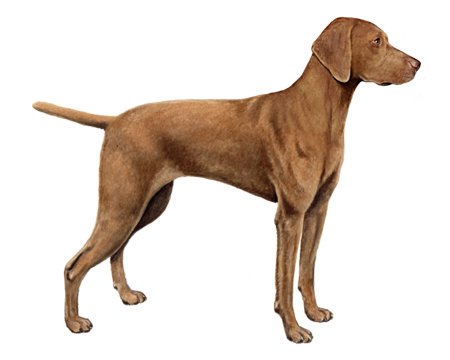 Vizsla