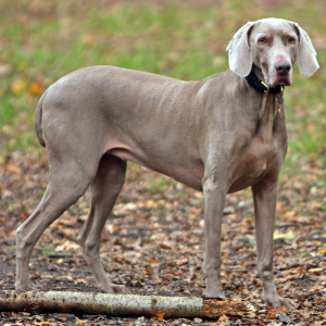 Weimaraner - carousel