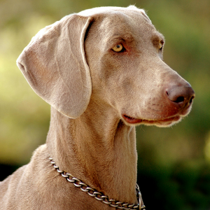 Weimaraner - carousel